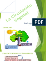 Circulacion Vegetal