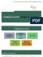 Tuberculosis Ovicaprina