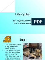Life Cycles: By: Taylor & Patrick For: Second Grade
