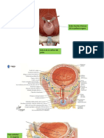 Anatomia Prostata.pdf
