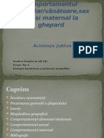 Ghepardul, Acinonyx Jubatus
