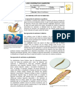 INCORPORACIÓN DE NUTRIENTES Actividad 6°