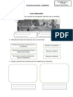 Ficha Clase 05 - 3er Grado Los Músculos