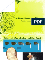 The Root System of Plants: Activity 1, Volume 2