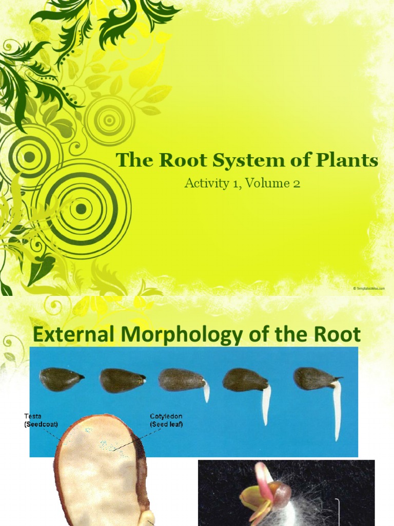 The Root System of Plants: Activity 1, Volume 2 | PDF | Science ...