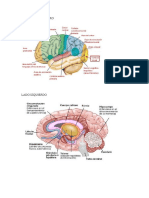 Imagenes Del Cerebro