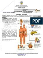 GUIA N° 2 SISTEMA ENDOCRINO.docx