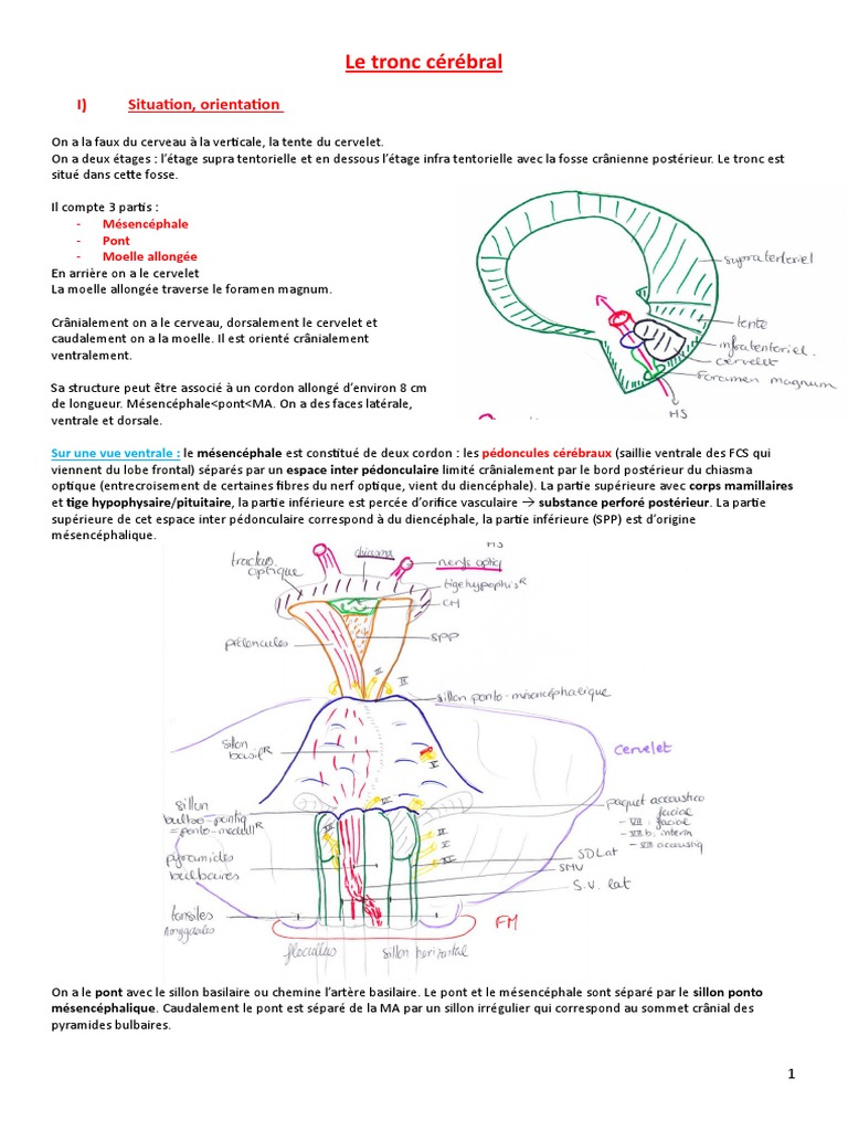 Rôle et structure du tronc cérébral | PDF | Cervelet | Nerf