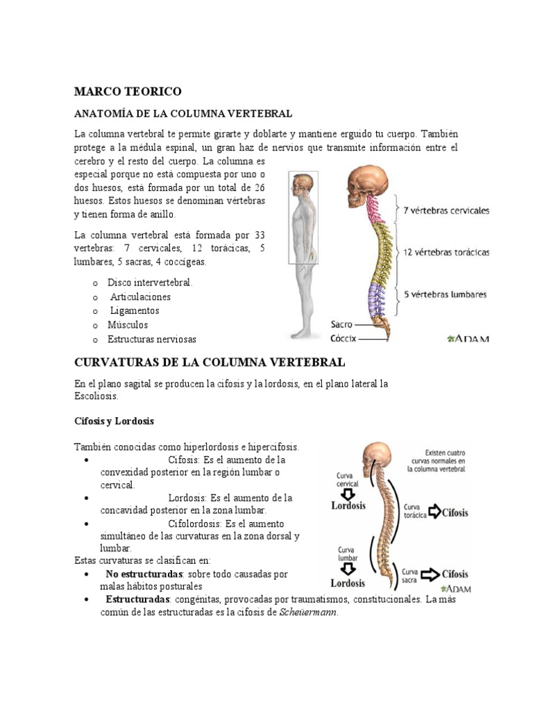 Higiene Postural y Curvaturas Vertebrales | PDF | La columna vertebral ...