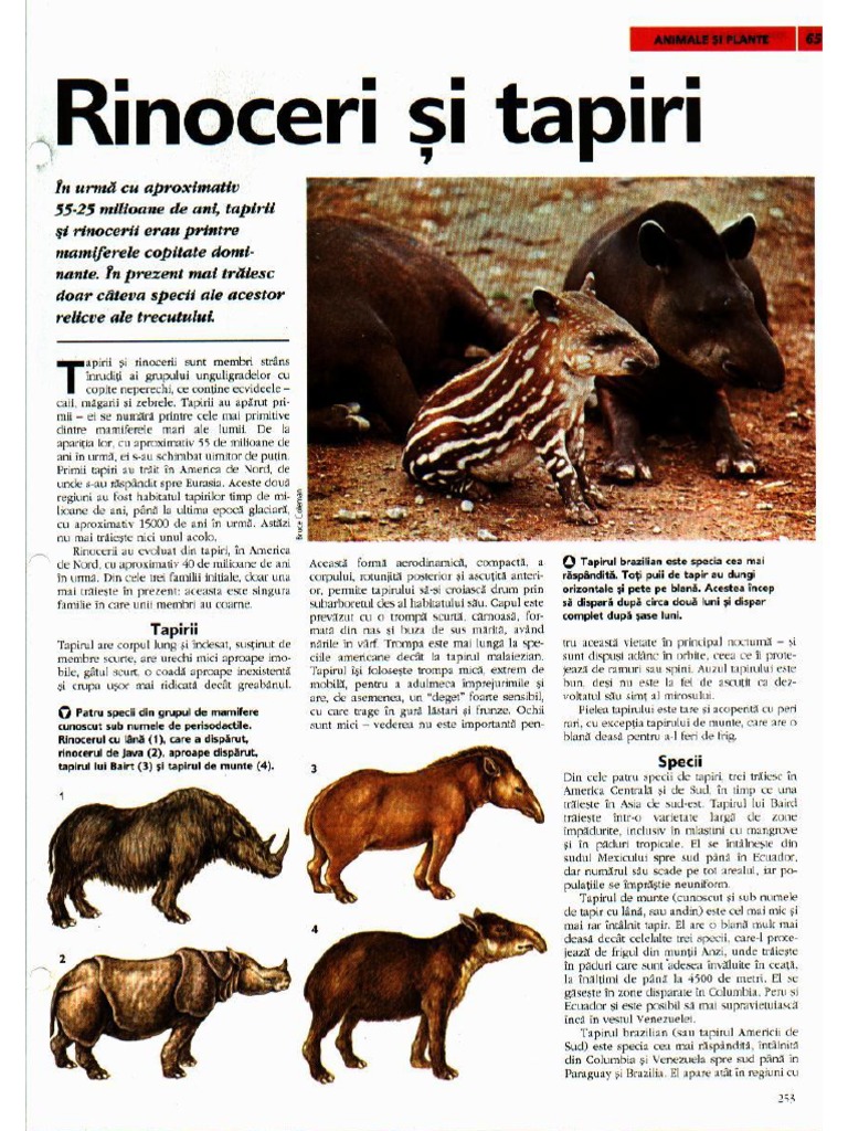 65 Rinoceri Si Tapiri PDF | PDF