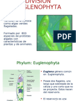 euglena.ppt