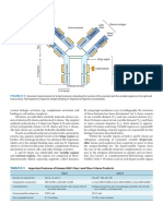 Immunology: The Structure and Function of Antibodies