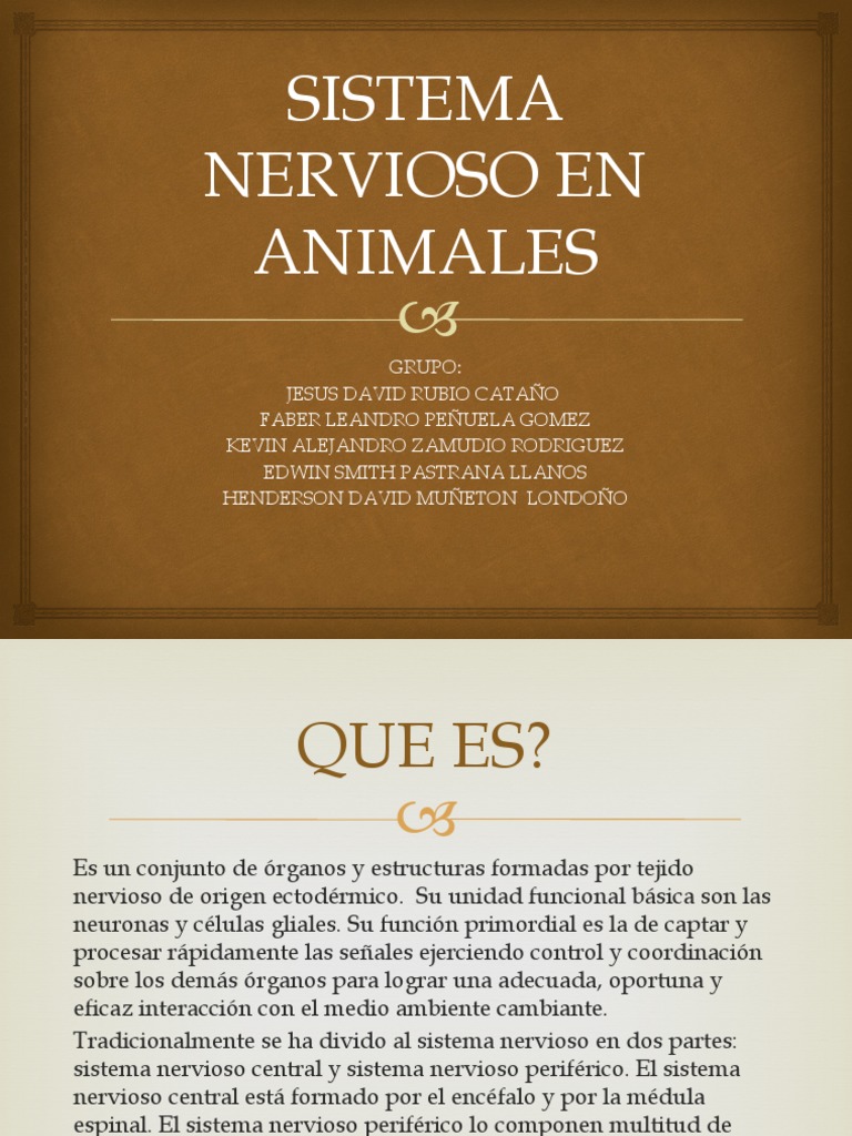 Sistema Nervioso en Animales | PDF | Sistema nervioso | Cerebro