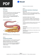 Anelídeos PDF