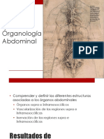 Clase 25 Organologia Abdominal