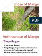 Anthracnose of Mangno