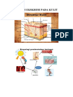 Sistem Ekskresi Pada Kulit