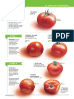 Broshura Klasifikimi I Domates Shqip PDF