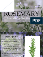 Rosemary: Description, Usage, Benefits..
