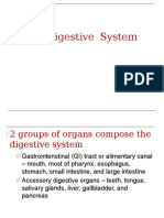 Digestive System