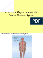 Functional Organization of The Central Nervous System