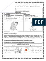 DOCUMENTO DE TERCERO GIMNOSPERMAS Y ANGIOSPERMAS