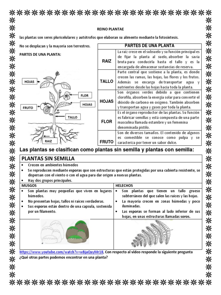 Partes de una Planta y Funciones | PDF | Plantas | Hoja