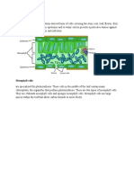 Plant Tissues