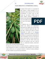 Nutricion de Papaya PDF