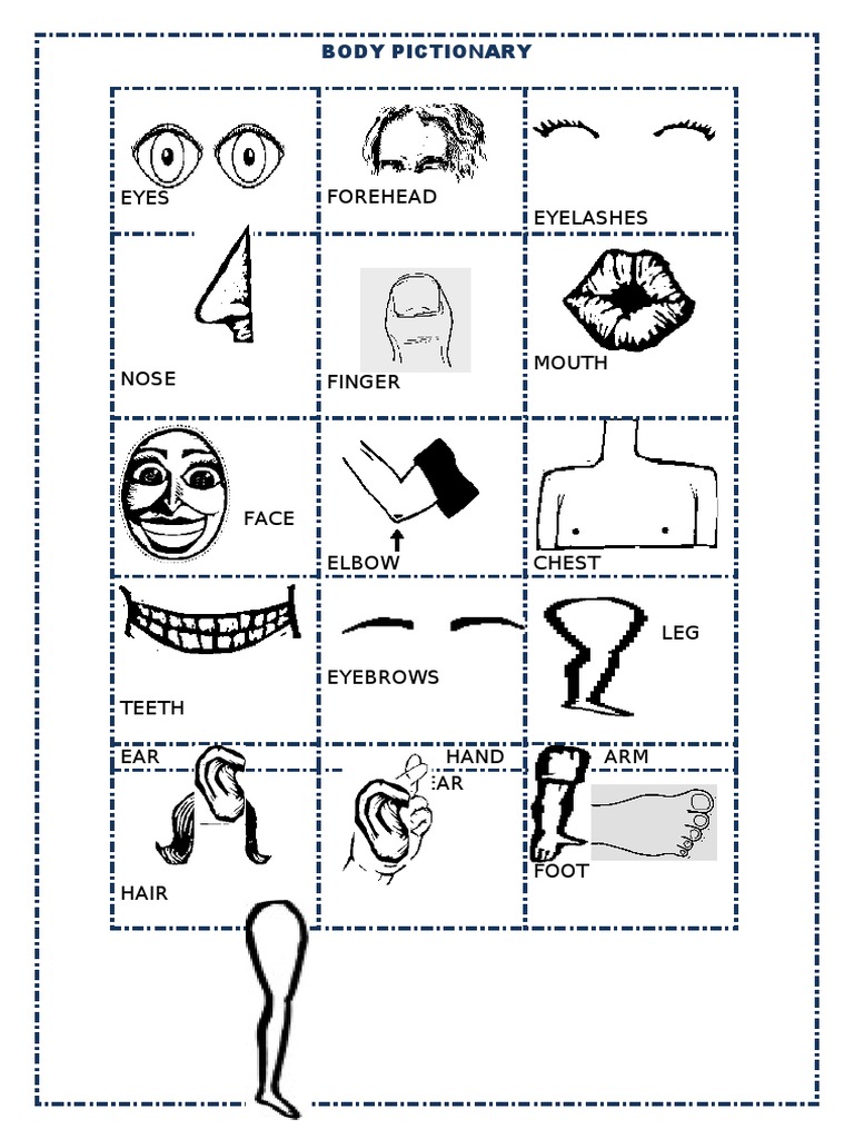 Body Pictionary: Anatomy Terms | PDF