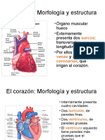 Corazón: Estructura y función