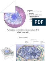 El núcleo celular: centro de control de la expresión génica
