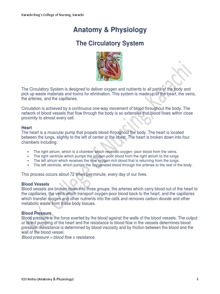 Anatomy visual data 2