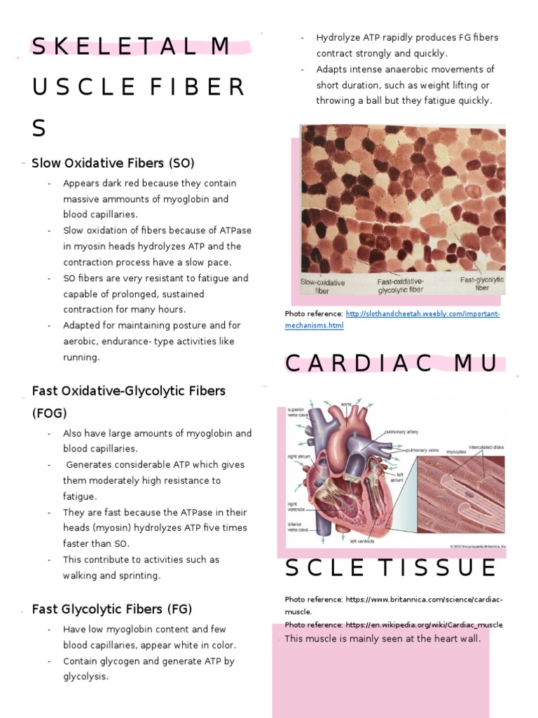 Skeletal Muscle Fibers and Cardiac Muscle | PDF | Myocyte | Muscle