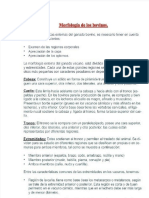 Morfologia de Vacunos para Carne PDF