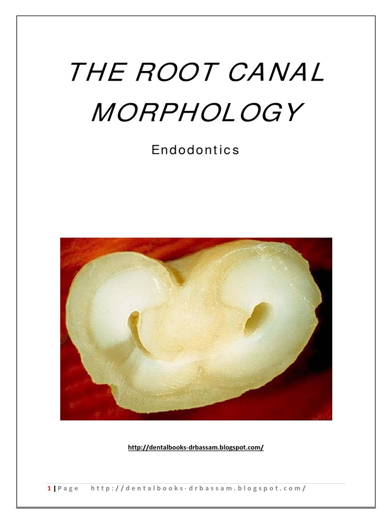 The Root Canal Morphology PDF | PDF | Mouth | Dentistry Branches
