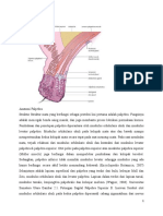 Anatomi Palpebra