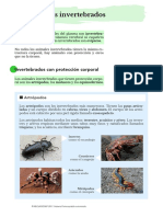 Animales Invertebrados Clasificación Actividades Documento PDF
