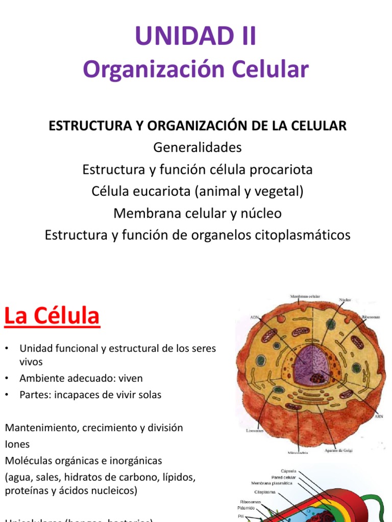 Estructura y Función Celular | PDF | Citoplasma | Biología Celular)