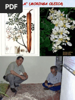 Download Trabajando Con Moringa-pa Mostrar by Moringa Man Verde SN46094922 doc pdf