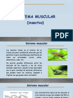 Sistema Muscular y Respiratorio de Los Insectos