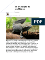 13 Animales en Peligro de Extinción en México