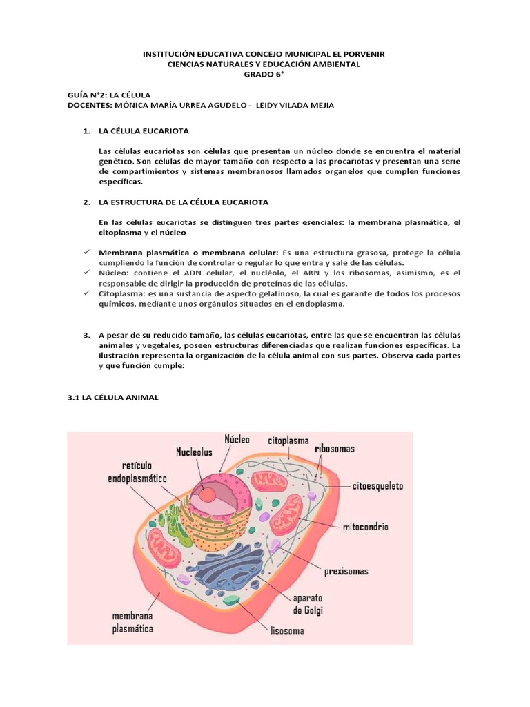 Estructura y funciones de la célula animal | PDF | Biología Celular ...