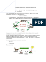 ACTIVIDAD CADENA ALIMENTICIA.docx