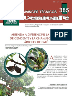 Diferenciar La Muerte Descendente y La Chamusquina PDF