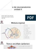 Portafolio de Neuroanatomía
