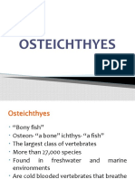 OSTEICHTHYES