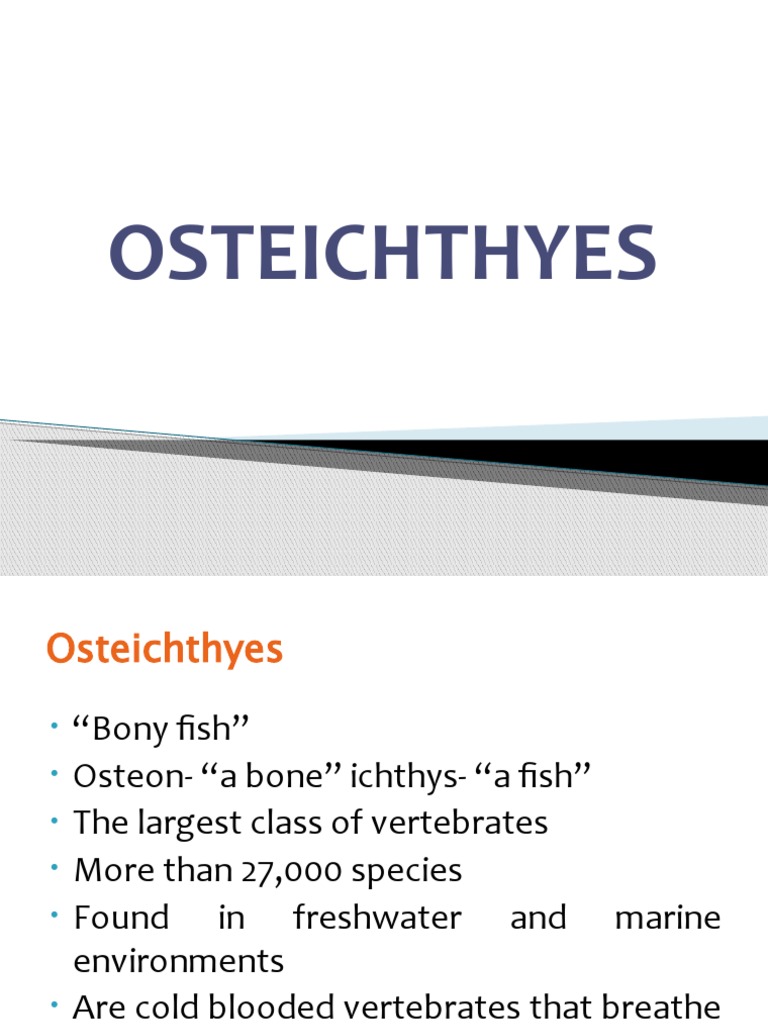 OSTEICHTHYES | PDF