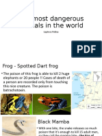 The Most Dangerous Animals in The World