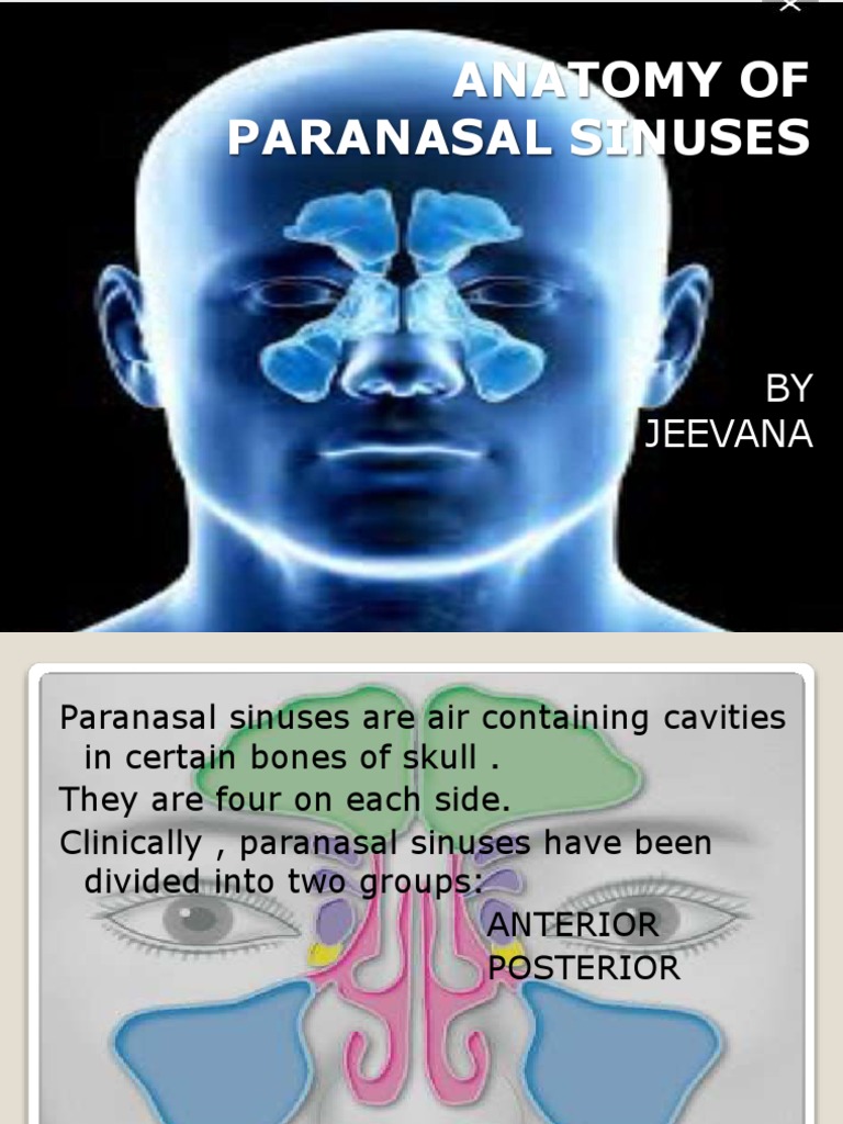 Anatomy of Paranasal Sinuses: BY Jeevana | PDF | Human Head And Neck ...
